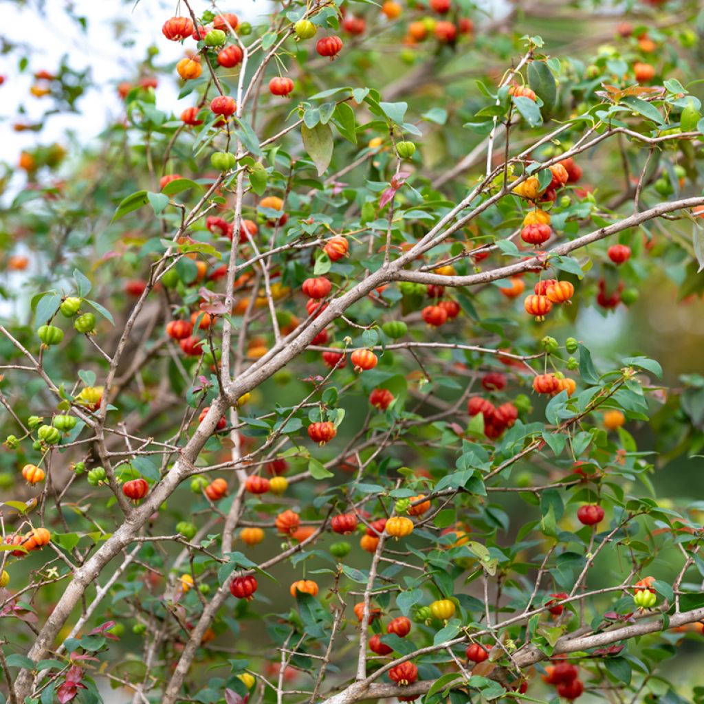 Eugenia uniflora - Surinaamse kers