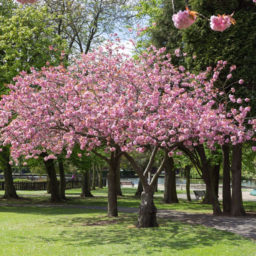 Prunus Accolade - Japanse sierkers
