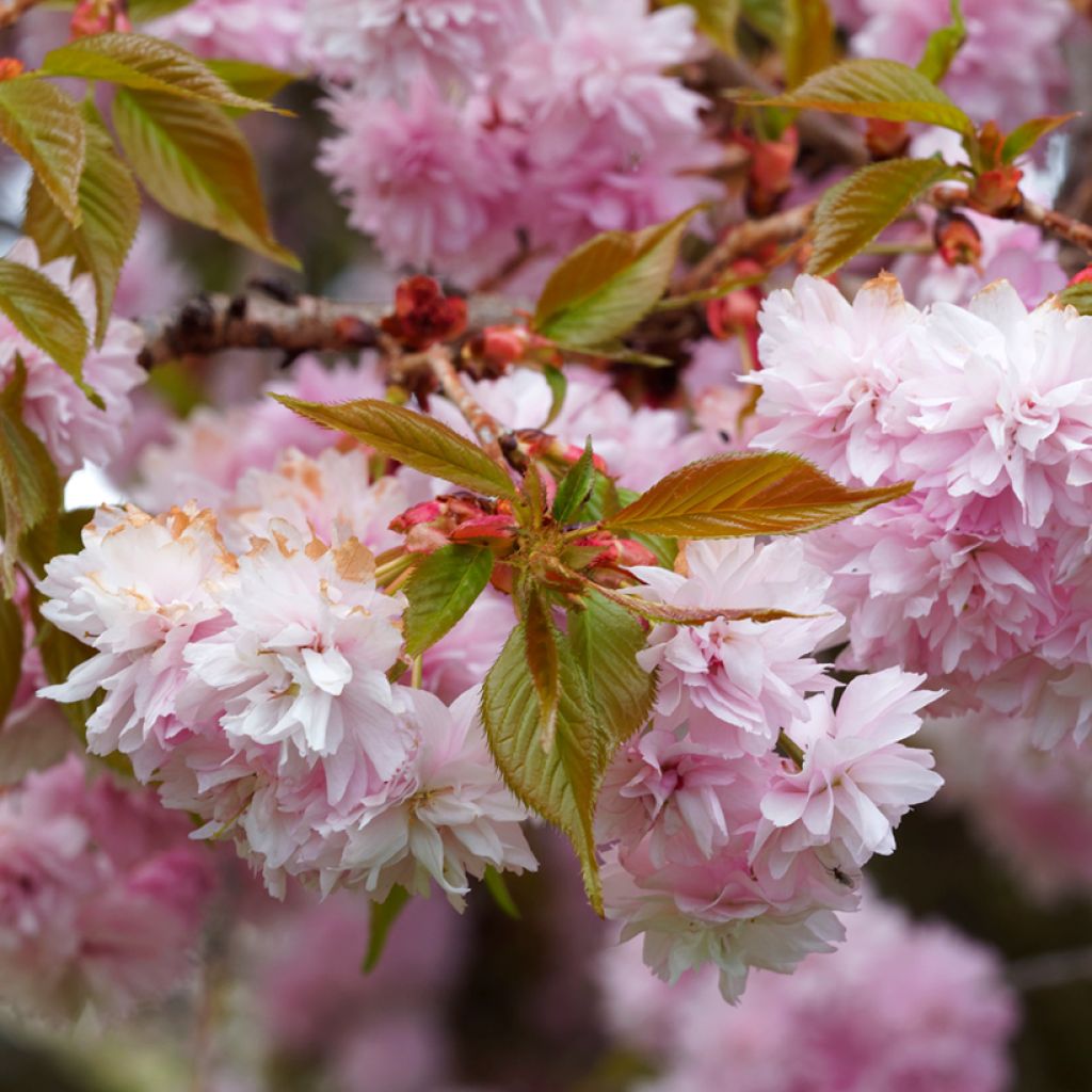 Prunus serrulata Royal Burgundy - Japanse sierkers