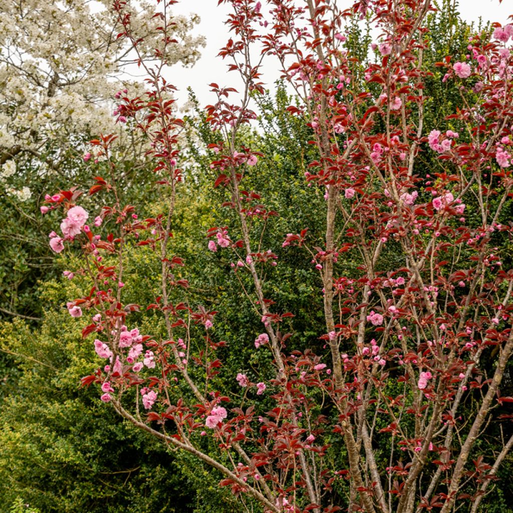 Prunus serrulata Royal Burgundy - Japanse sierkers