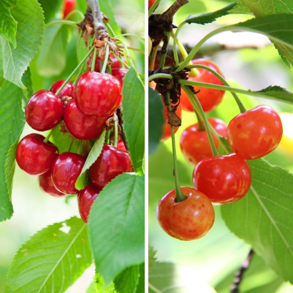 Duo-kersenboom Bigarreau Burlat + Bigarreau Napoléon