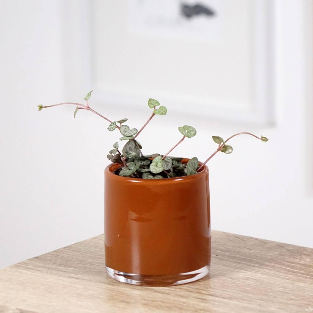 Ceropegia woodii - Chinees lantaarnplantje