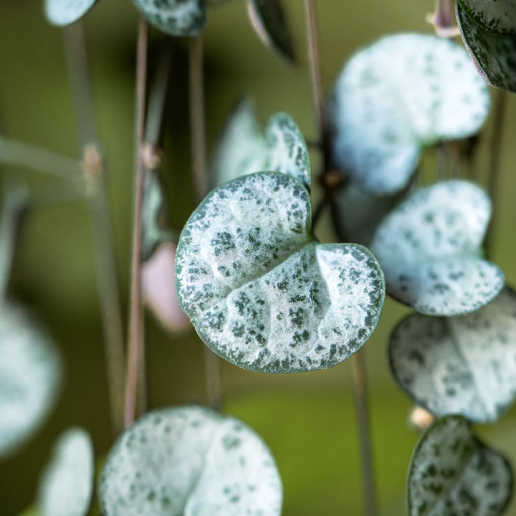 Ceropegia woodii - Chinees lantaarnplantje