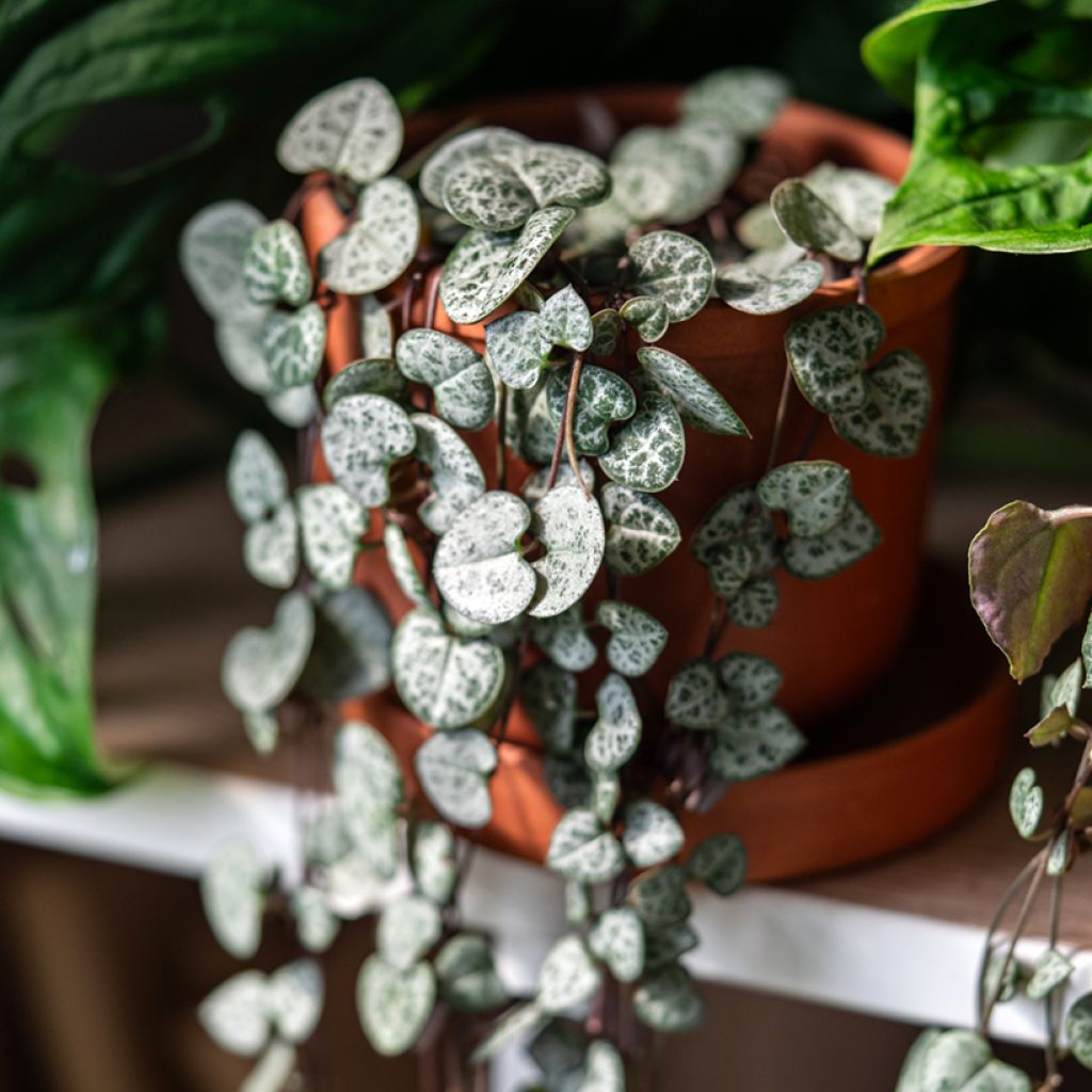 Ceropegia woodii - Chinees lantaarnplantje