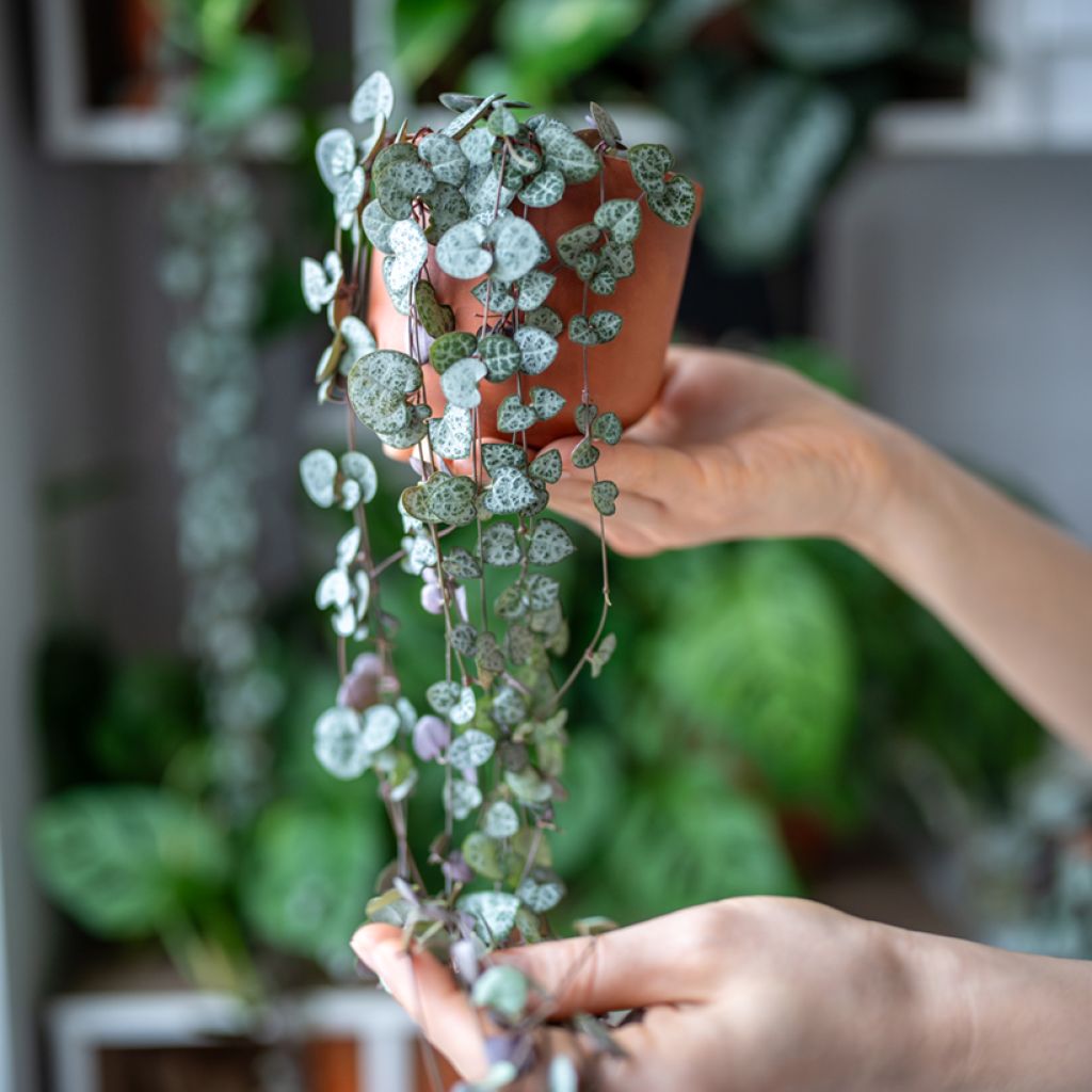 Ceropegia woodii - Chinees lantaarnplantje