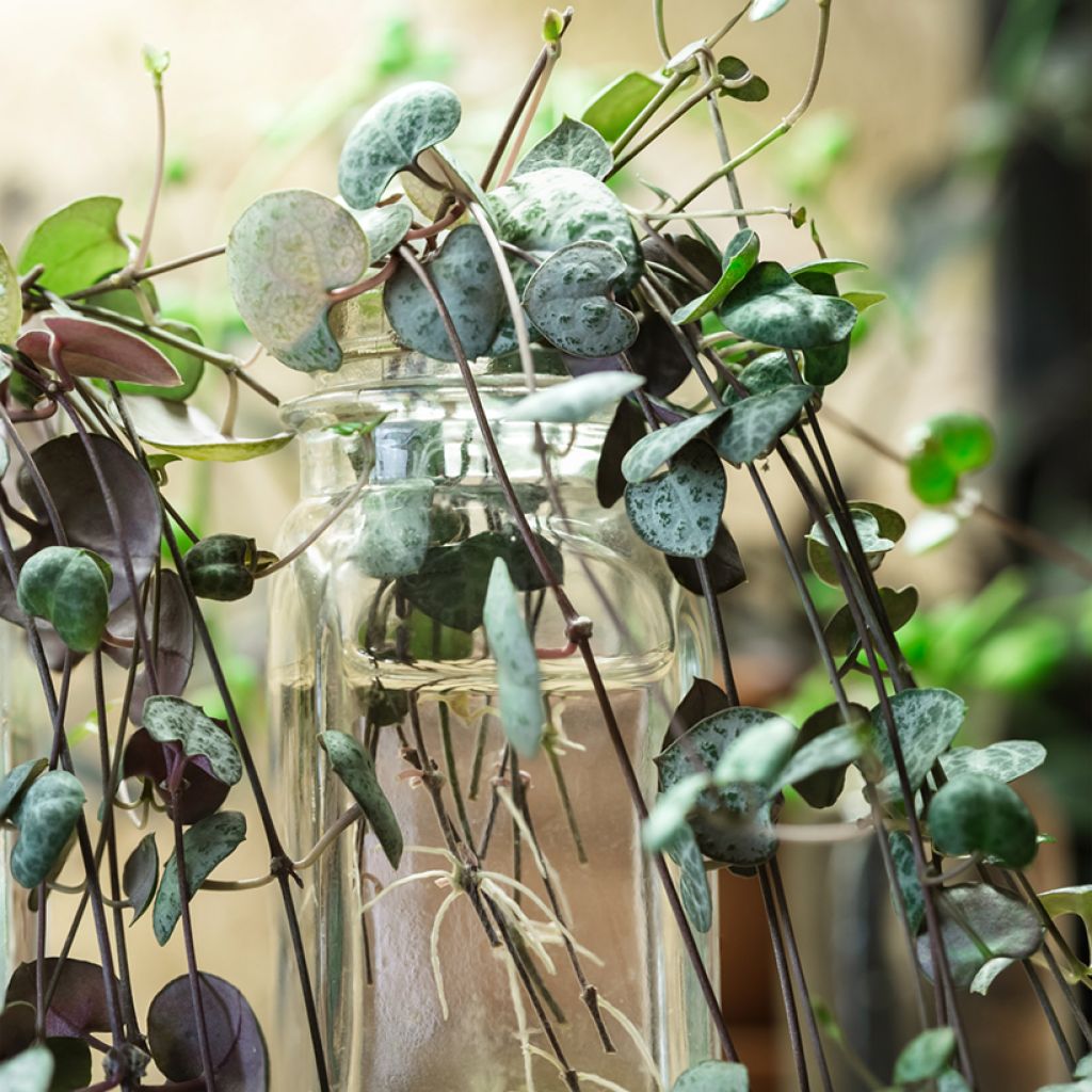 Ceropegia woodii - Chinees lantaarnplantje