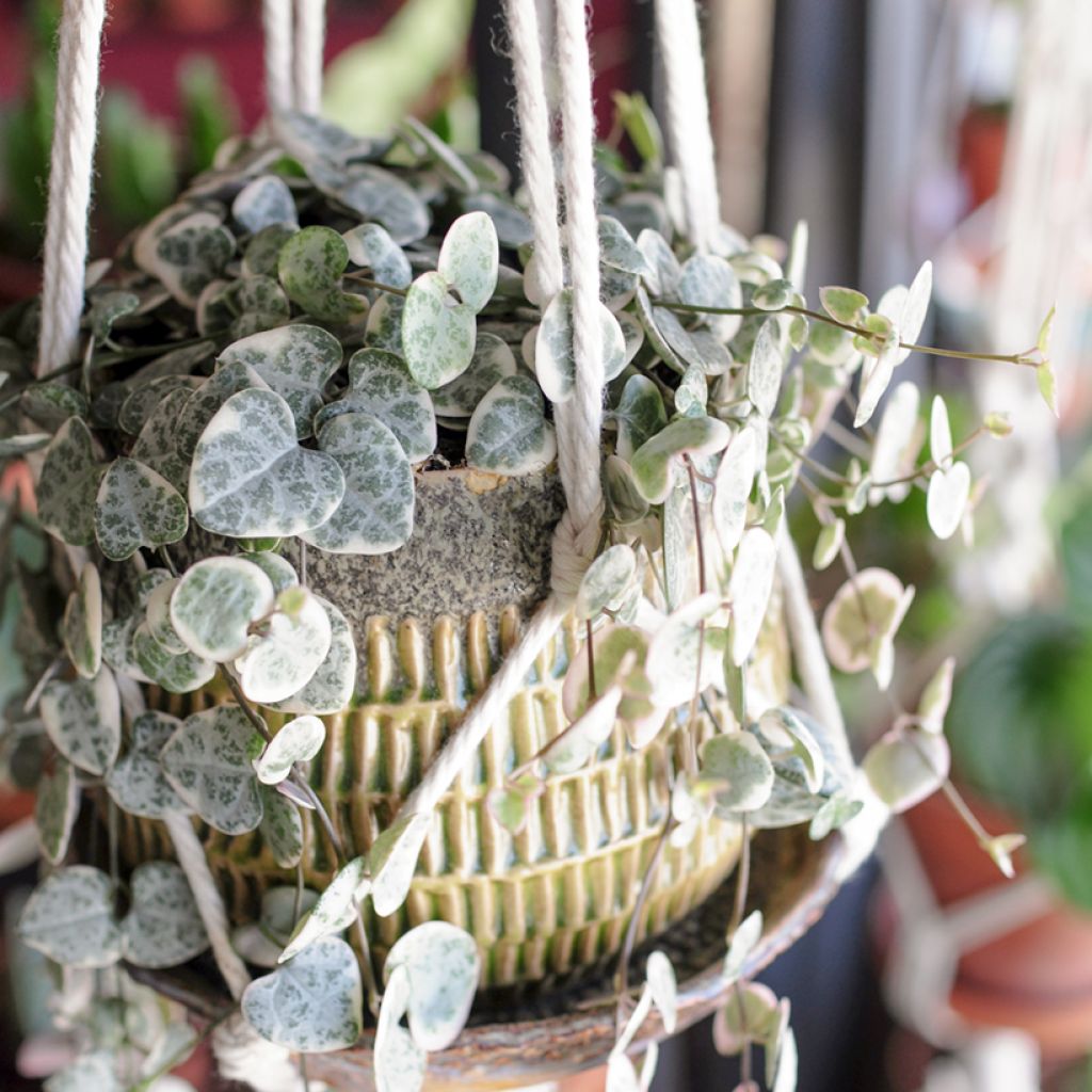 Ceropegia woodii Variegata - Chinees lantaarnplantje