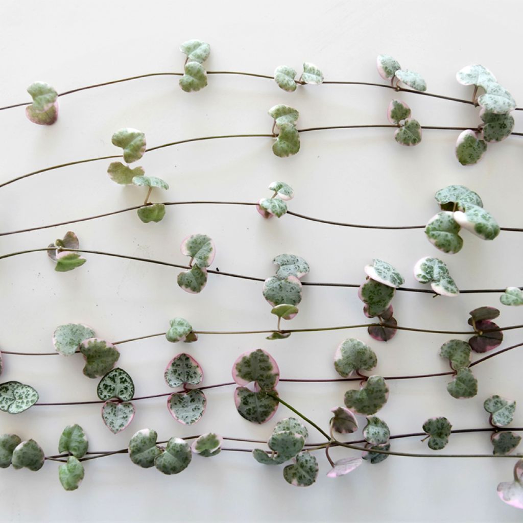 Ceropegia woodii Variegata - Chinees lantaarnplantje