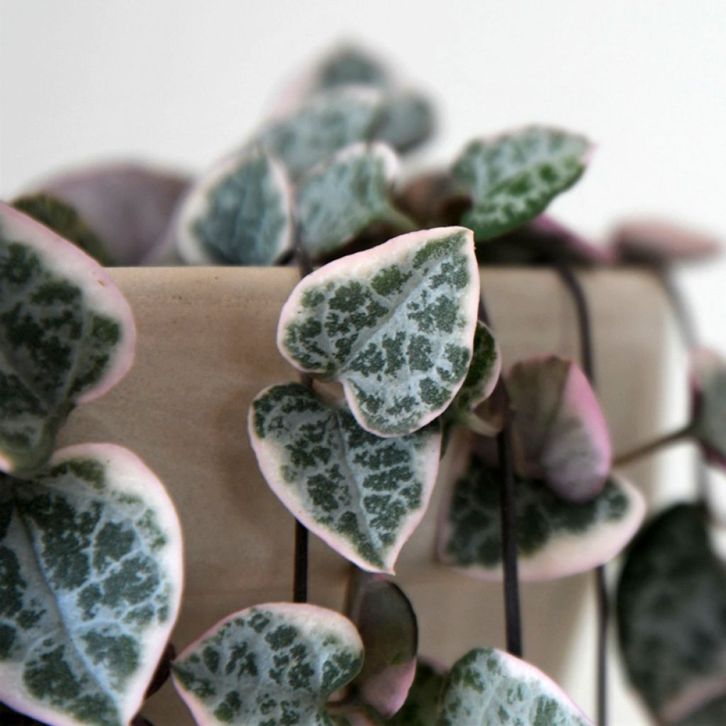 Ceropegia woodii Variegata - Chinees lantaarnplantje