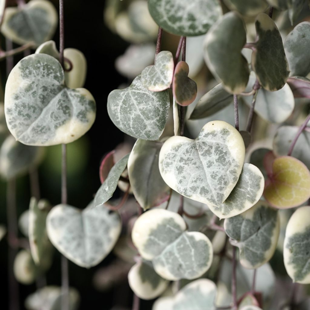 Ceropegia woodii Variegata - Chinees lantaarnplantje