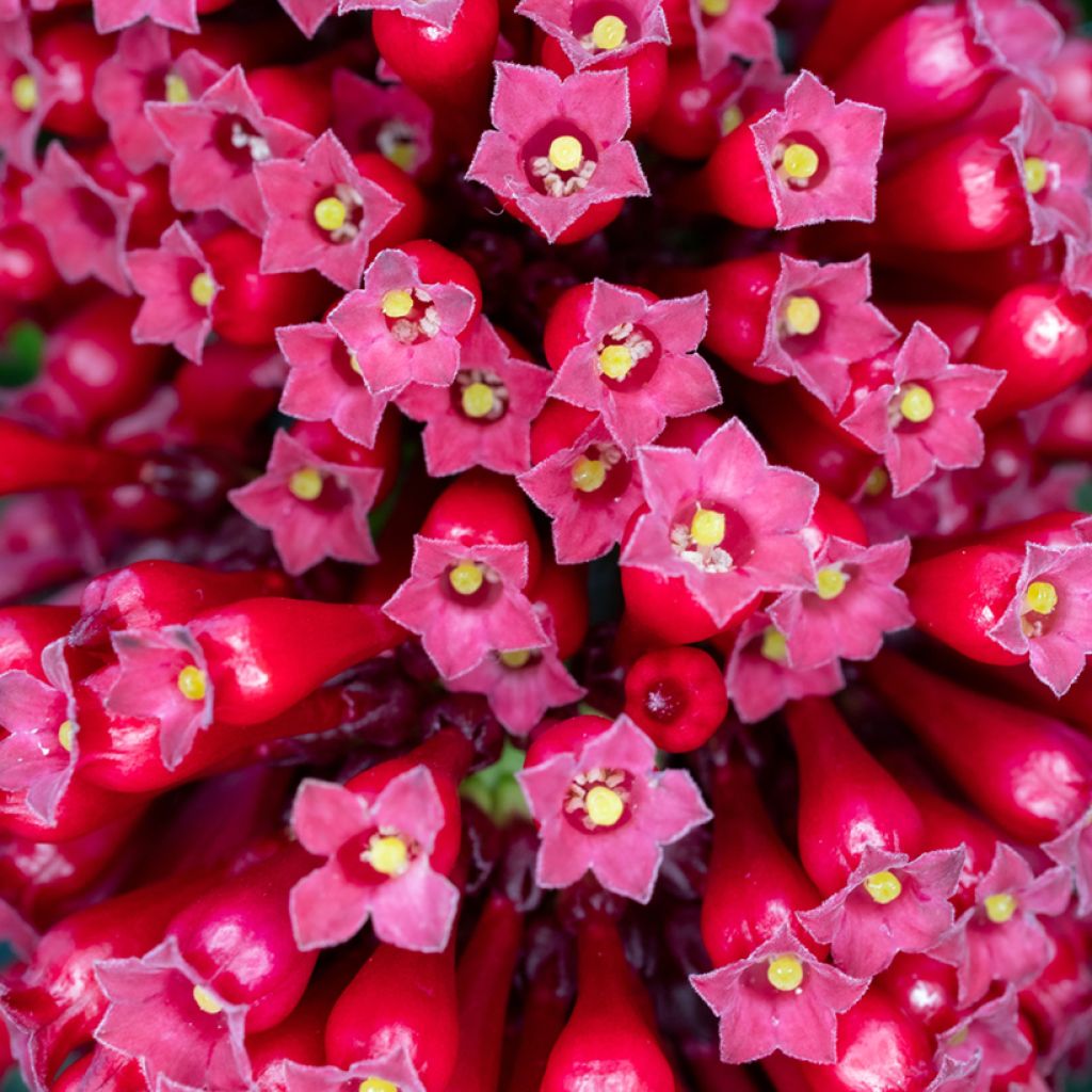 Cestrum fasciculatum Newellii - Rode regen