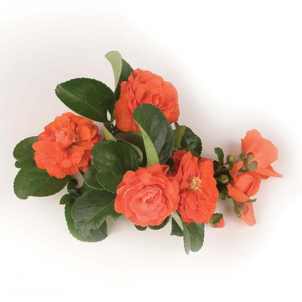 Chaenomeles speciosa Orange Storm - Chinese sierkwee