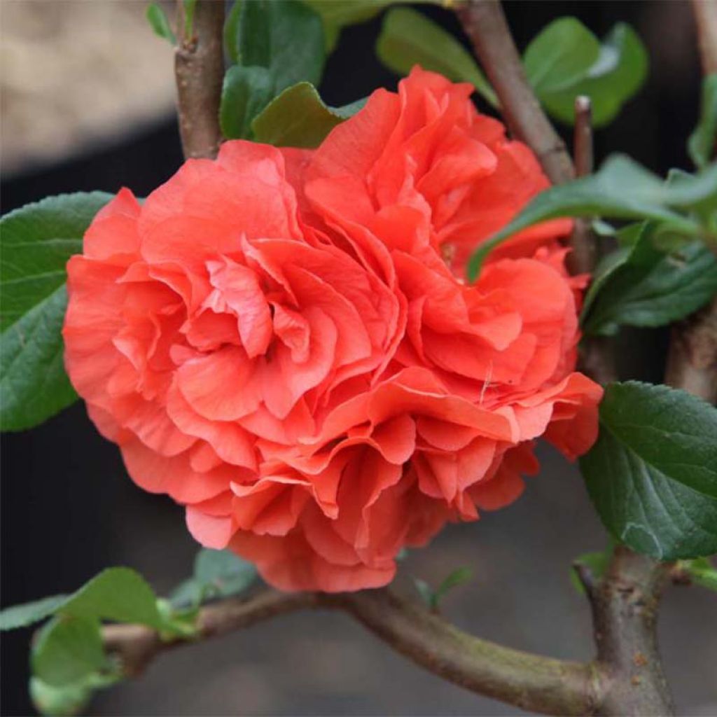 Chaenomeles speciosa Orange Storm - Chinese sierkwee