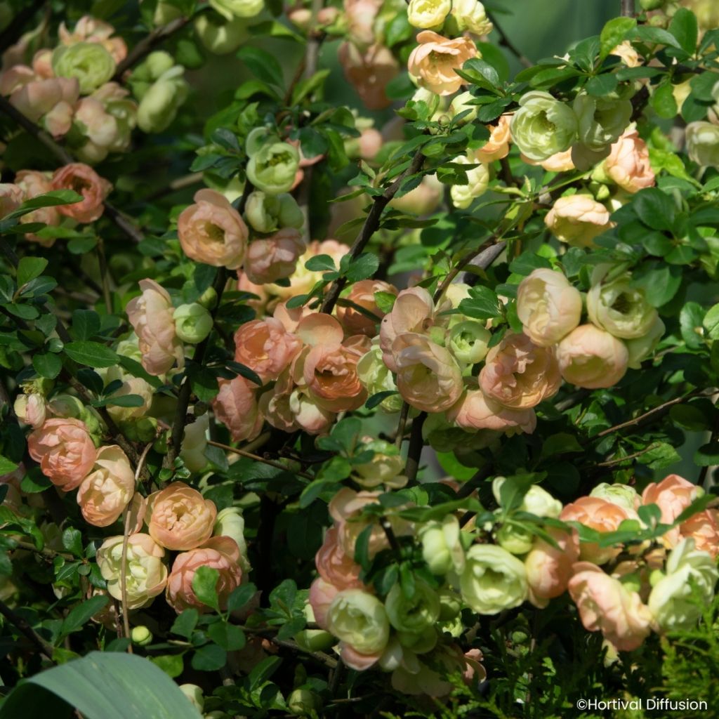 Chaenomeles speciosa Double Delice Opale - Japanse sierkwee