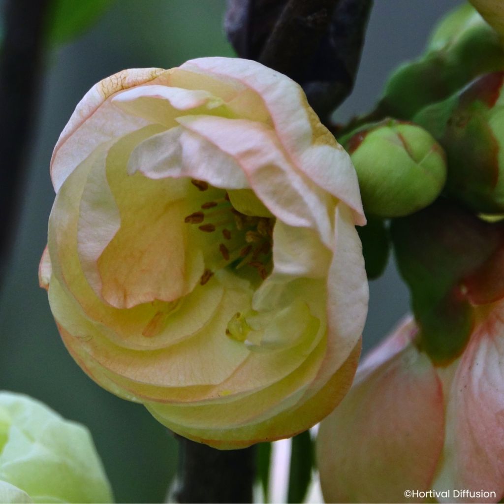Chaenomeles speciosa Double Delice Opale - Japanse sierkwee
