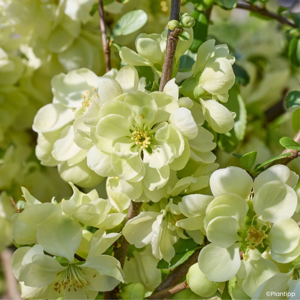 Chaenomeles speciosa Lemon Sorbet - Chinese sierkwee