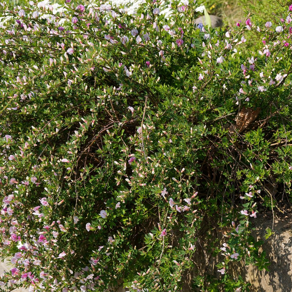 Chamaecytisus purpureus - Purperen brem