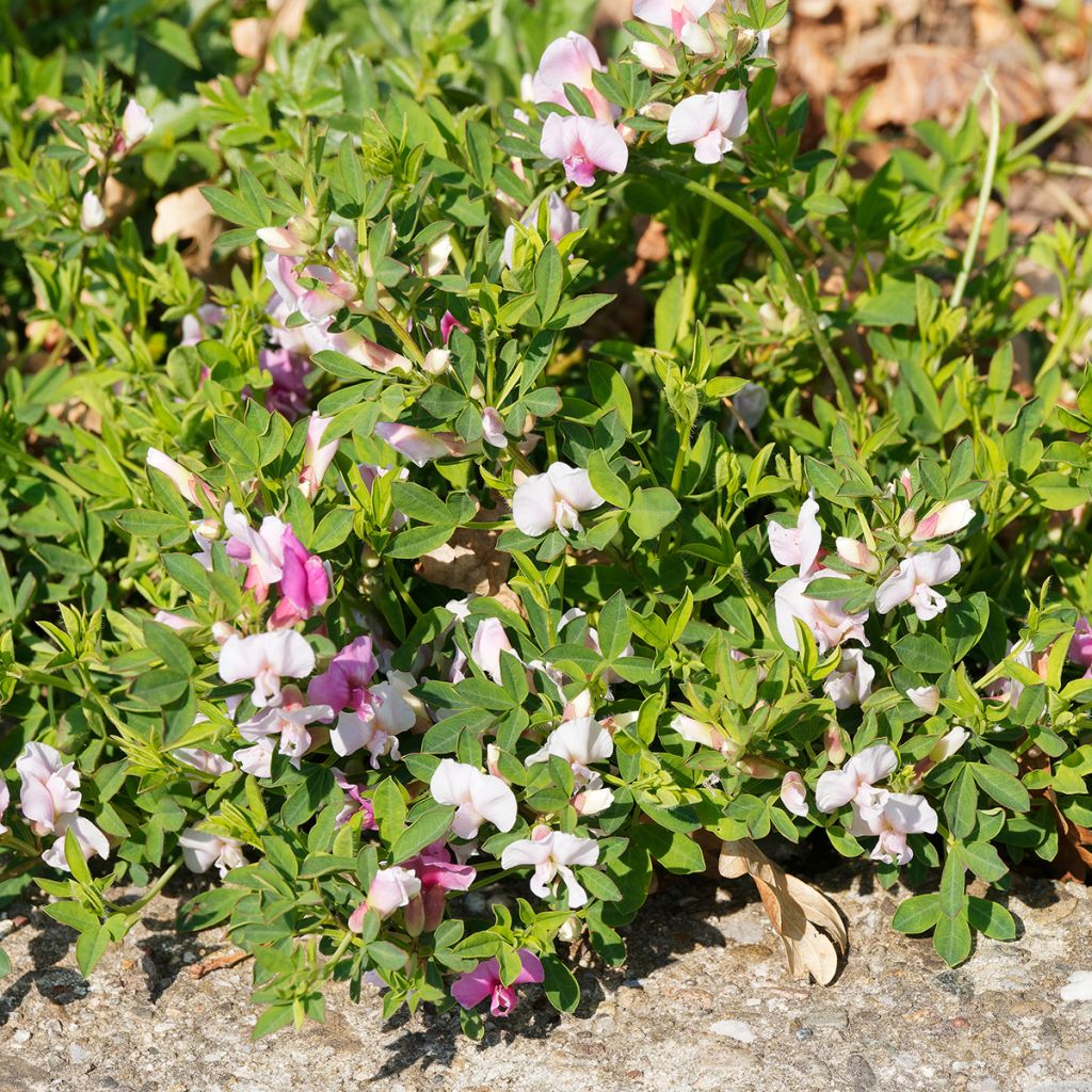 Chamaecytisus purpureus - Purperen brem