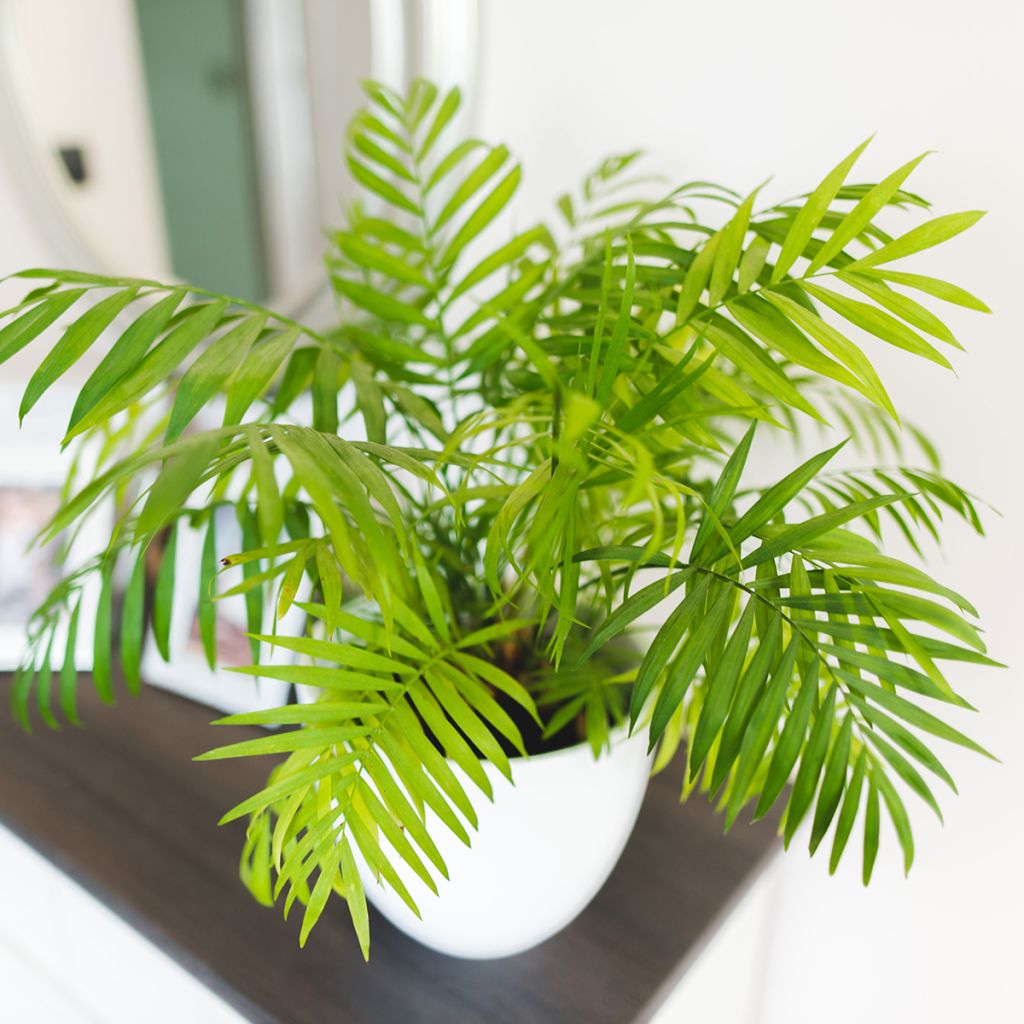 Chamaedorea elegans - Palmier nain d'appartement