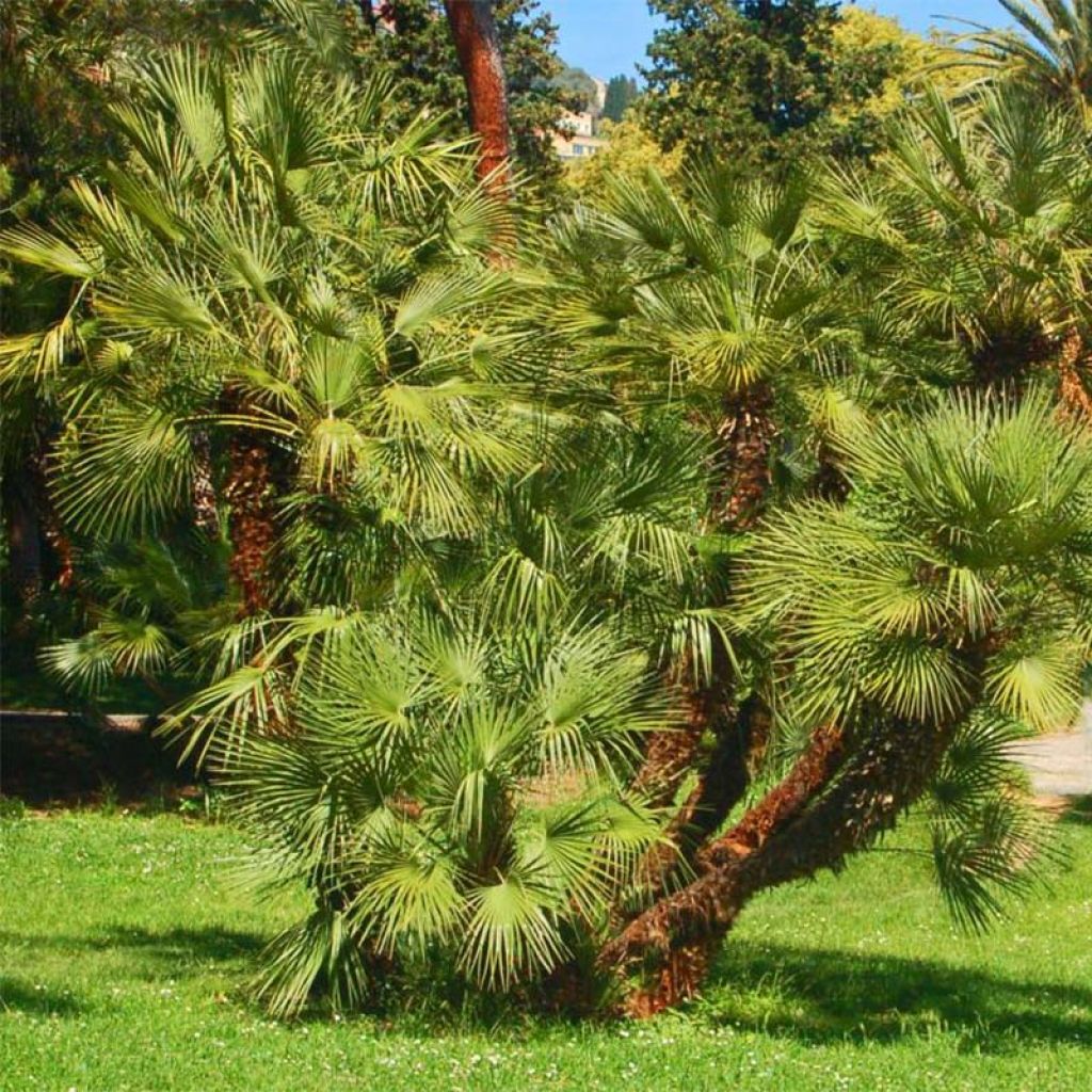 Chamaerops humilis - Europese dwergpalm
