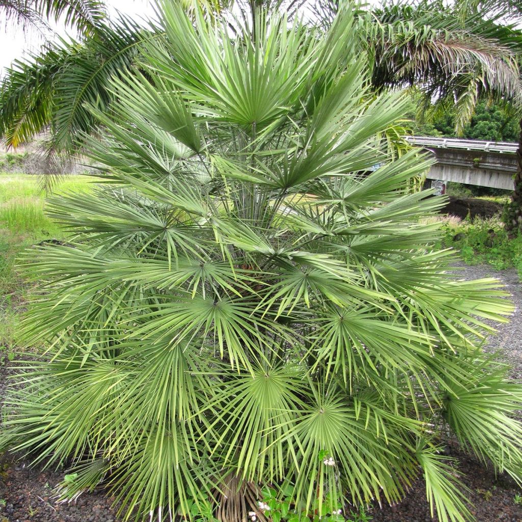 Chamaerops humilis - Europese dwergpalm