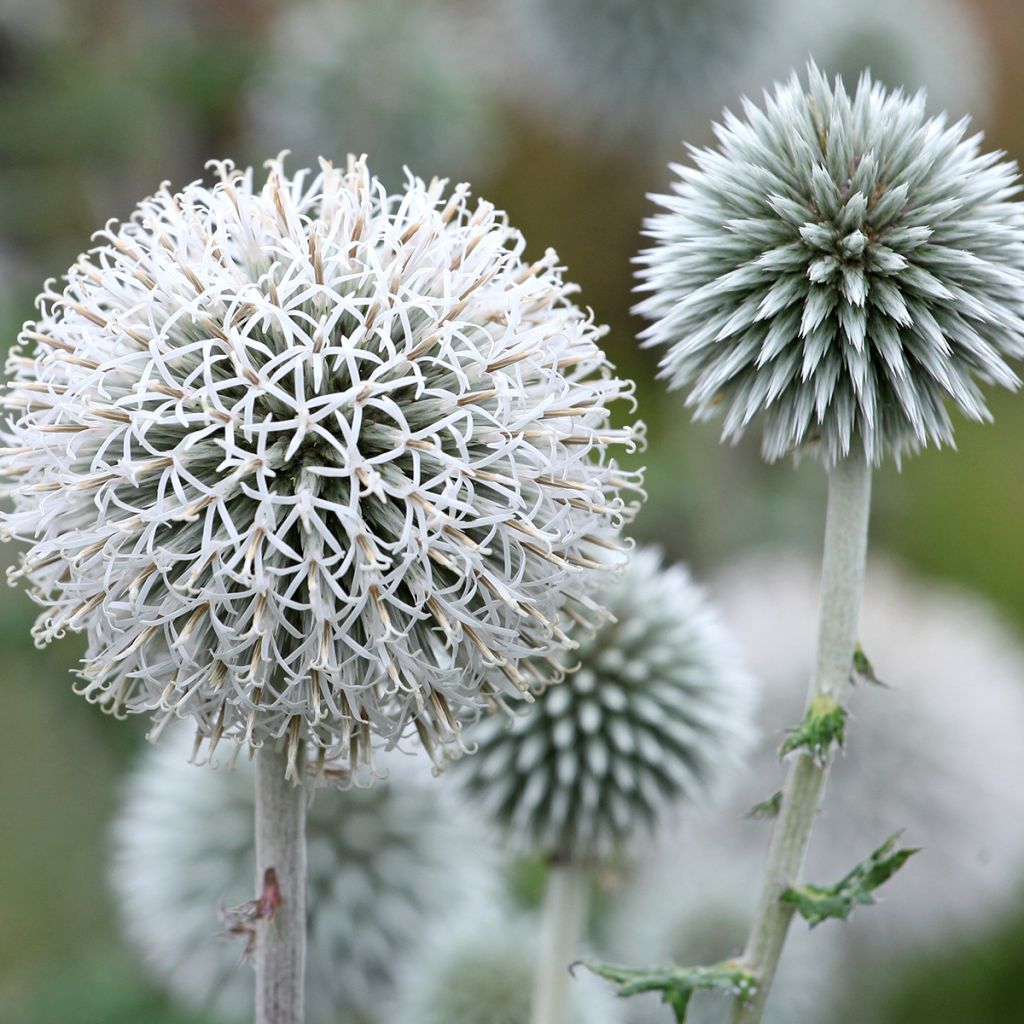 Kogeldistel Star Frost - Echinops bannaticus