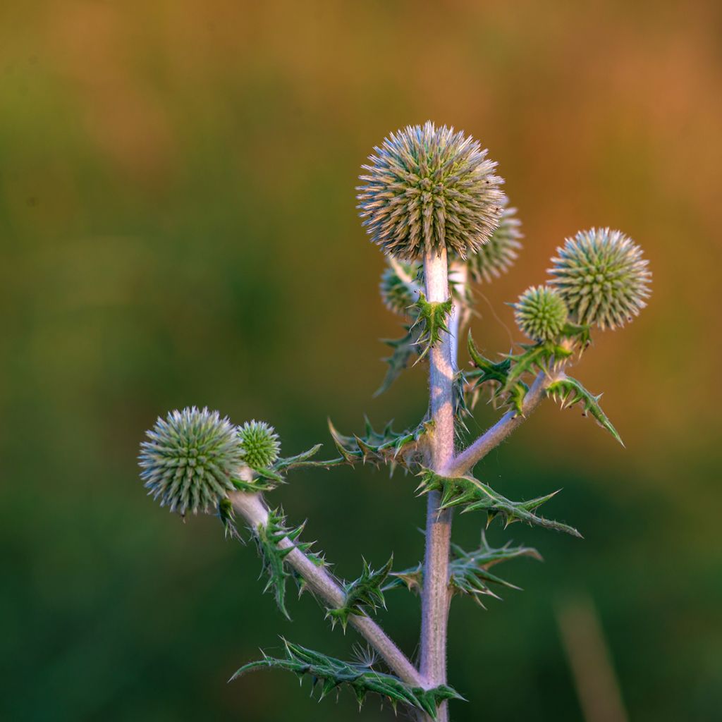 Kogeldistel Star Frost - Echinops bannaticus