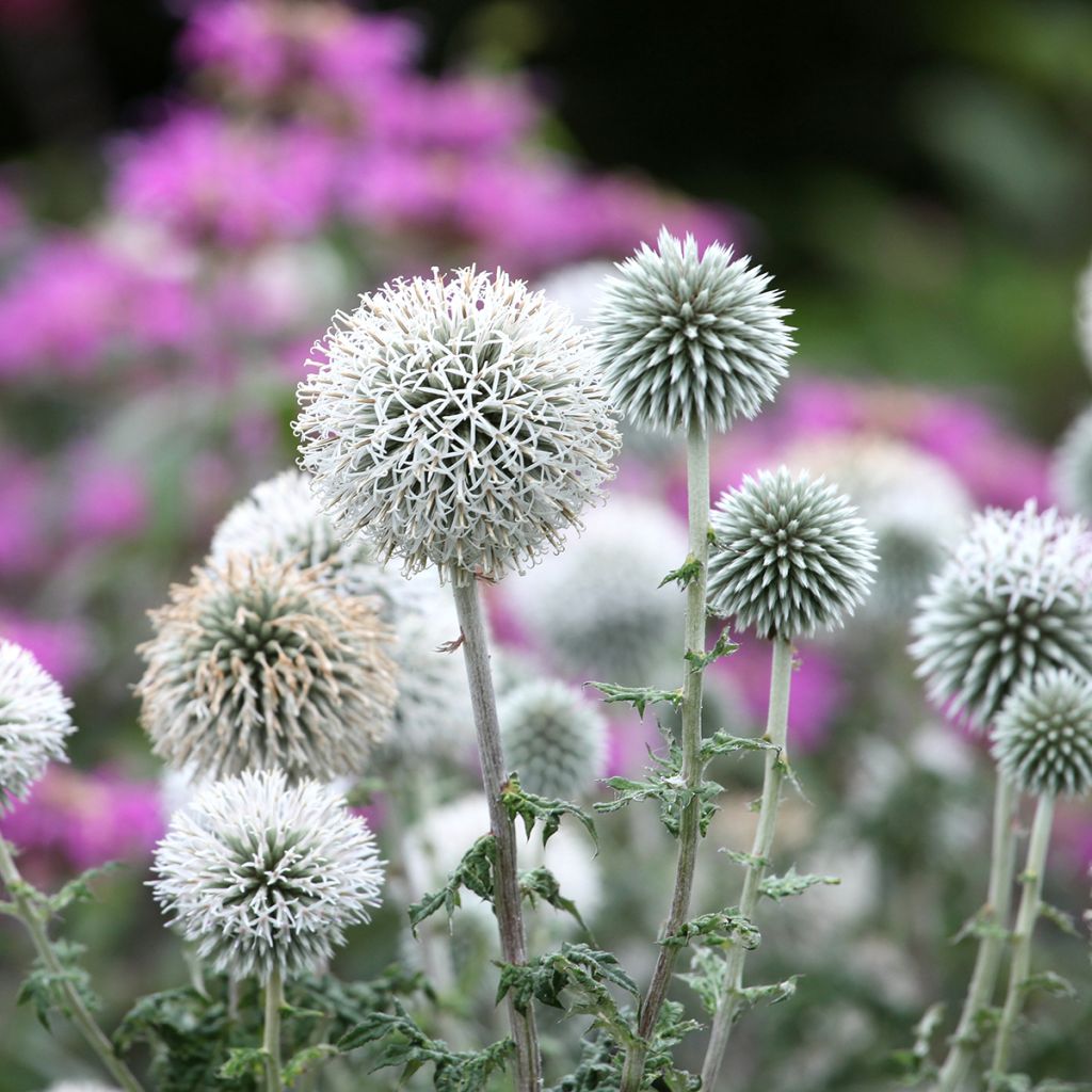 Kogeldistel Star Frost - Echinops bannaticus
