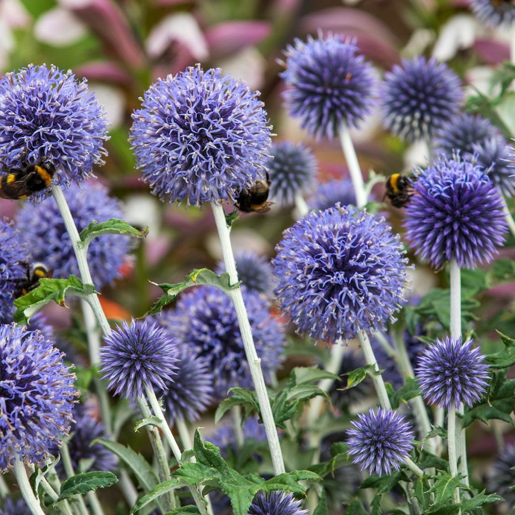 Echinops ritro - Kogeldistel
