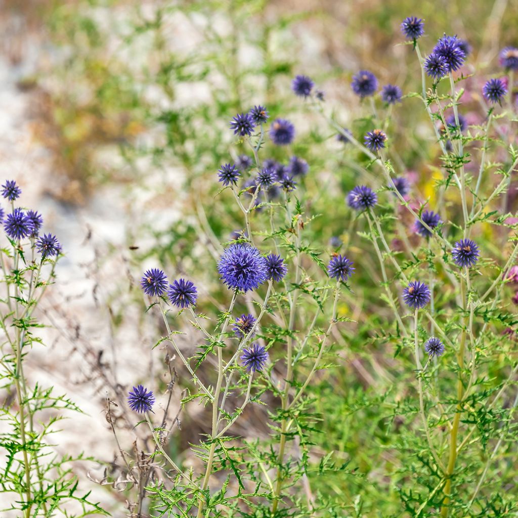 Echinops ritro - Kogeldistel
