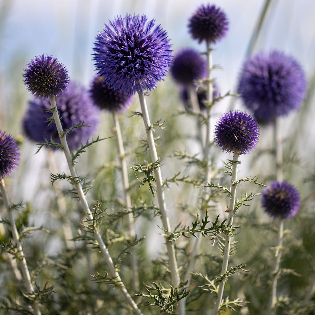 Echinops ritro - Kogeldistel