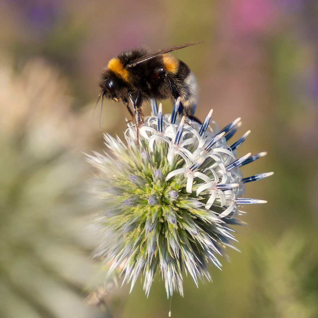 Echinops sphaerocephalus Arctic Glow - Beklierde kogeldistel
