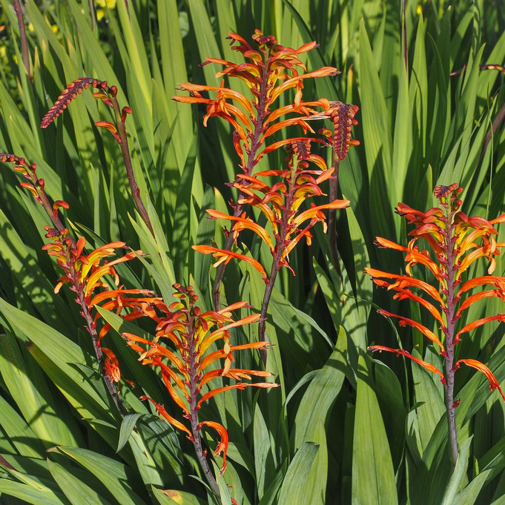 Chasmanthe floribunda - Zuid-Afrikaanse buislelie