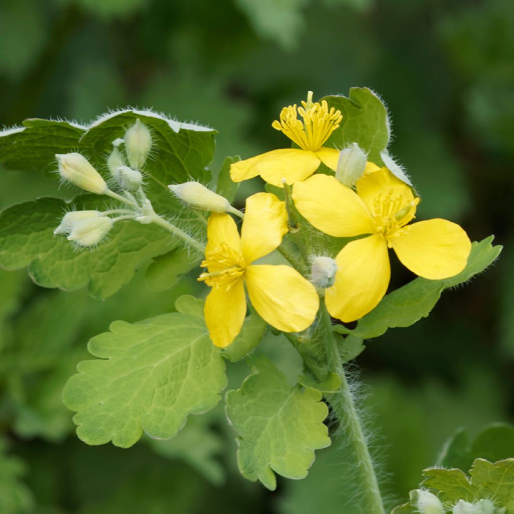 Chelidonium majus - Stinkende gouwe