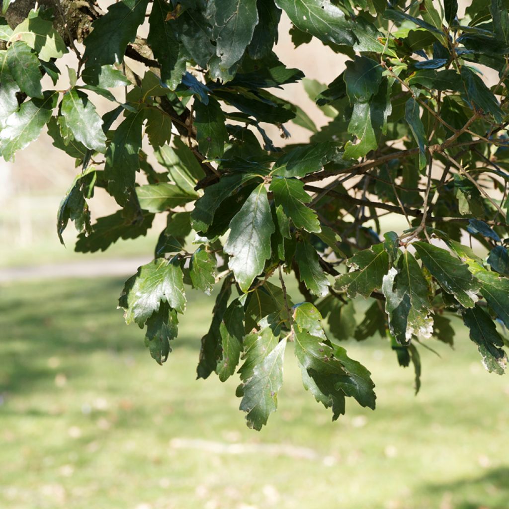Quercus turneri pseudoturneri - Turners eik