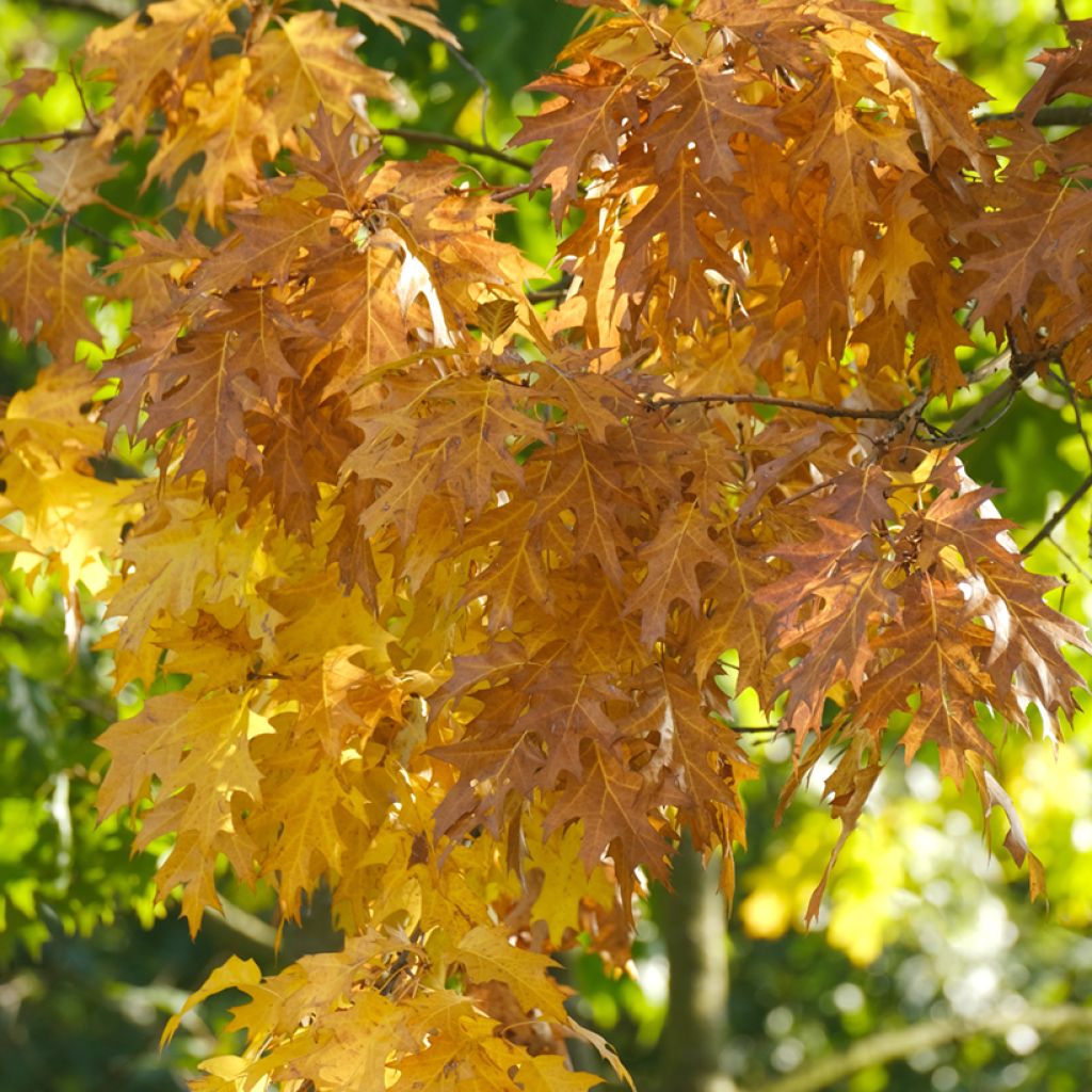 Quercus palustris - Moeraseik