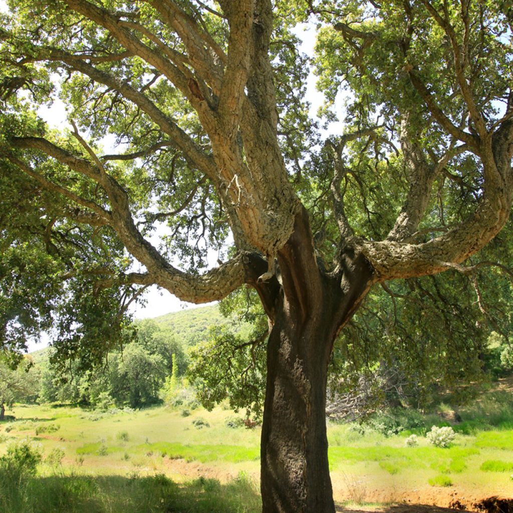 Quercus suber - Kurkeik