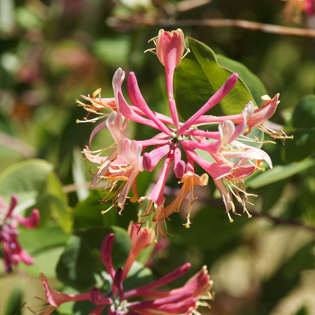 Lonicera heckrottii - Kamperfoelie