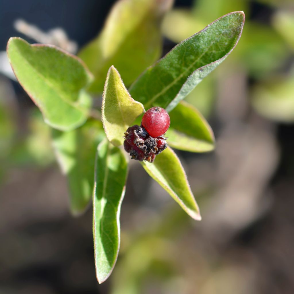 Lonicera Blond & Beyond - Kamperfoelie