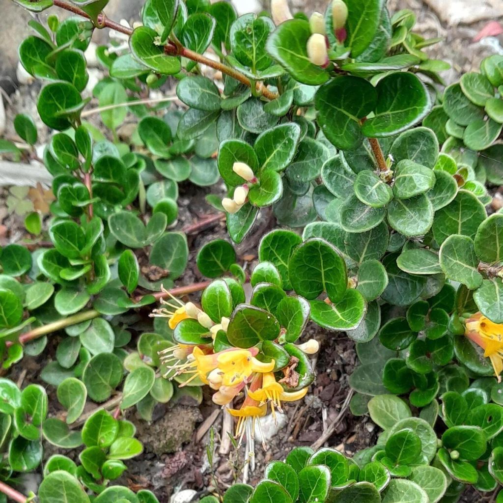 Lonicera crassifolia Little Honey - Dwergkamperfoelie