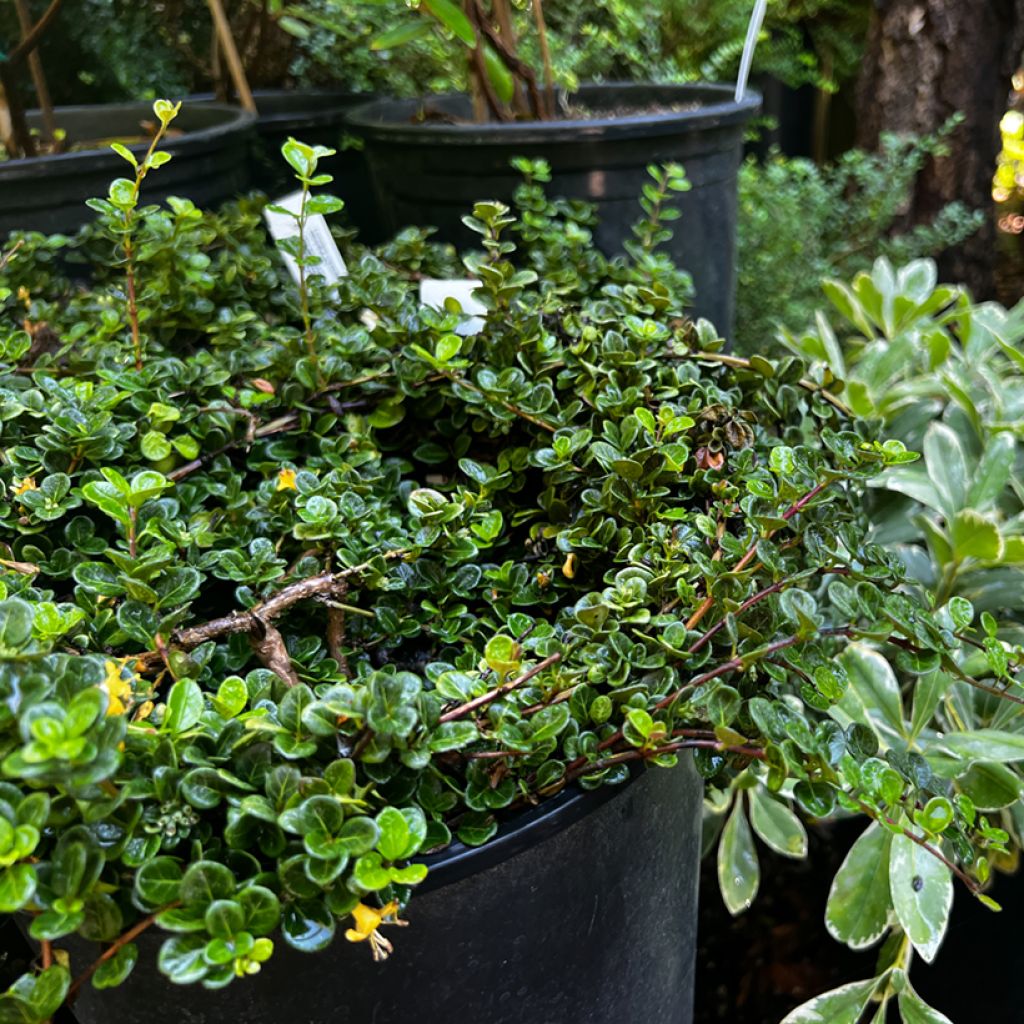 Lonicera crassifolia - Dwergkamperfoelie
