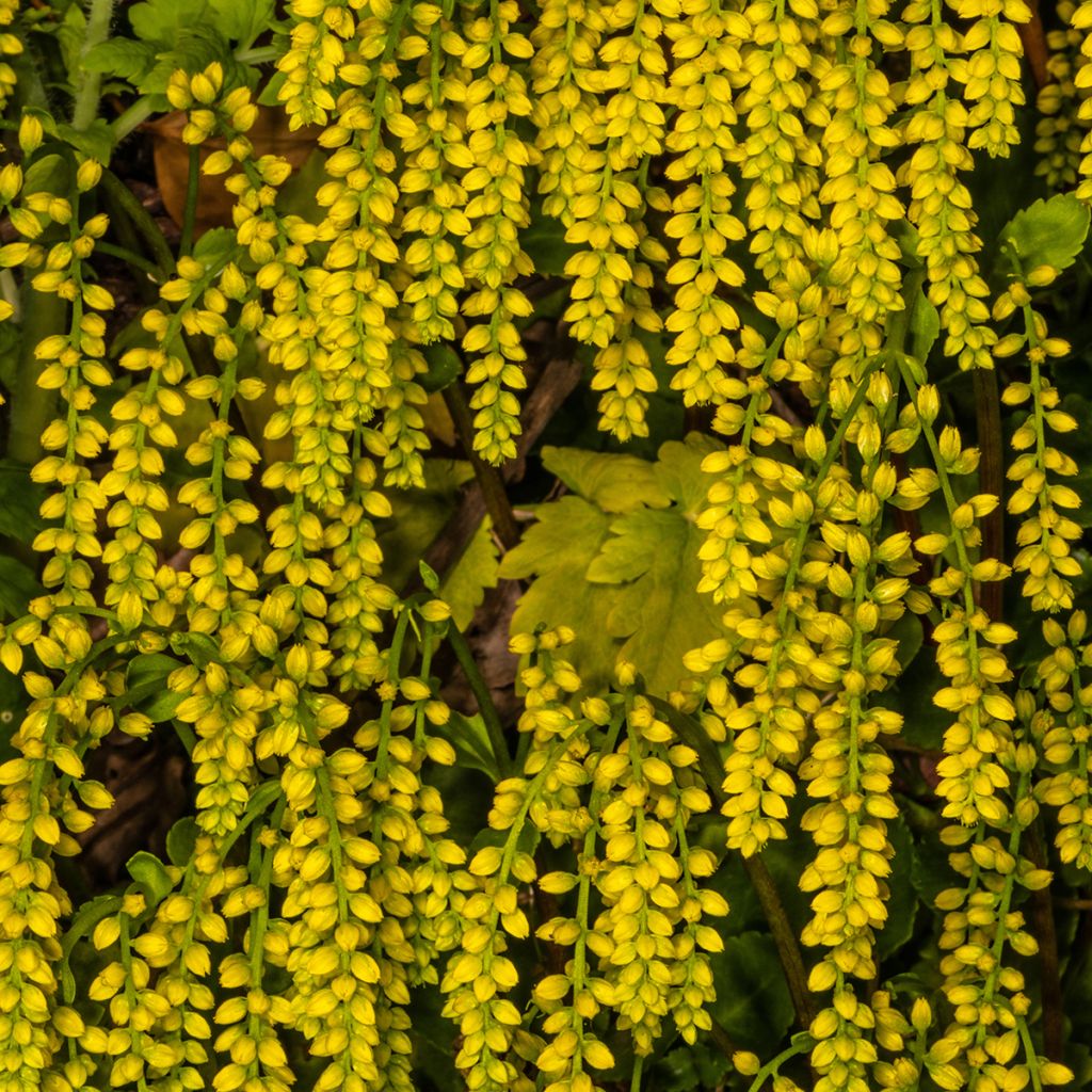 Chiastophyllum oppositifolium - Goudkorrel