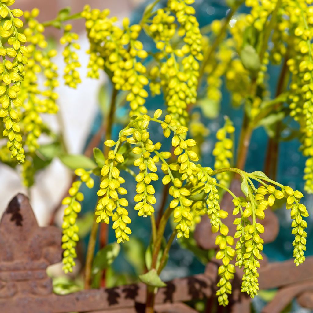 Chiastophyllum oppositifolium - Goudkorrel