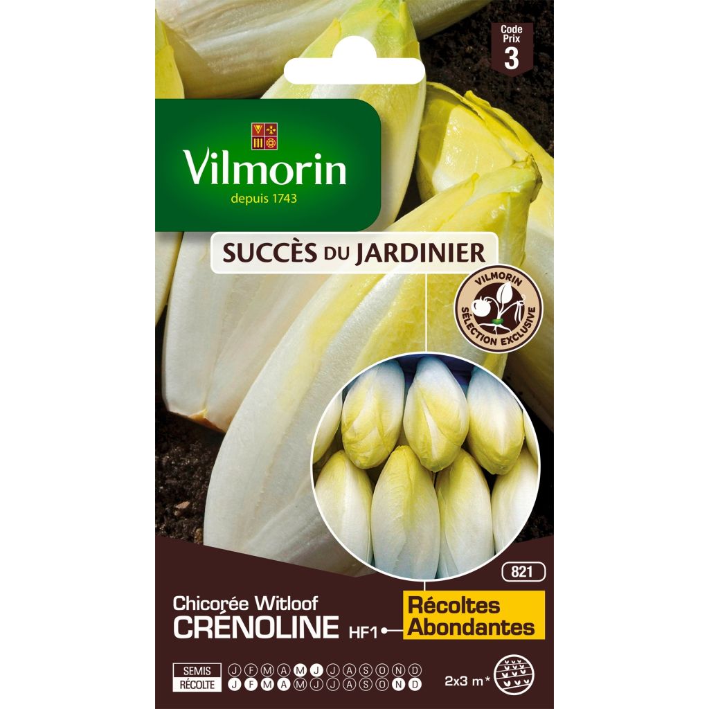 Witlof Crénoline F1 - Vilmorin