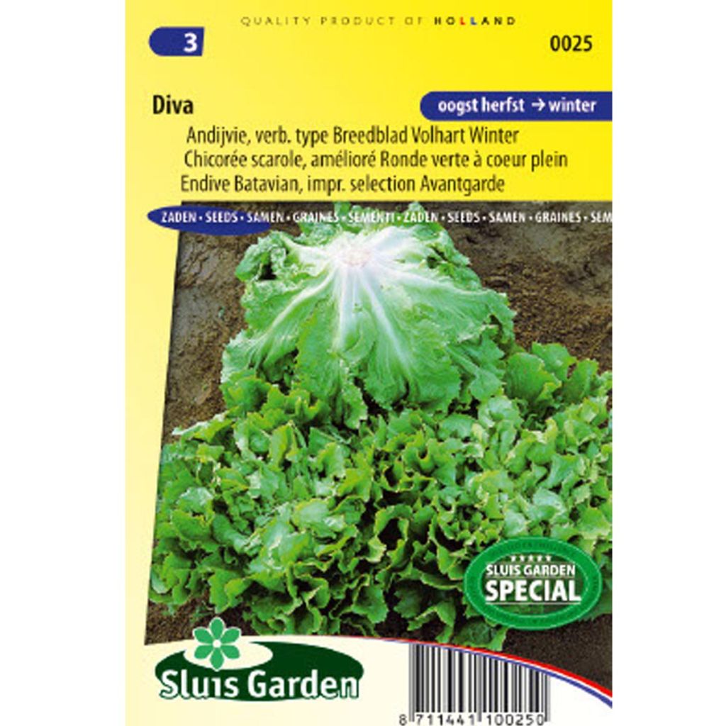 Chicorée scarole Diva - Cichorium endivia var. latifolium