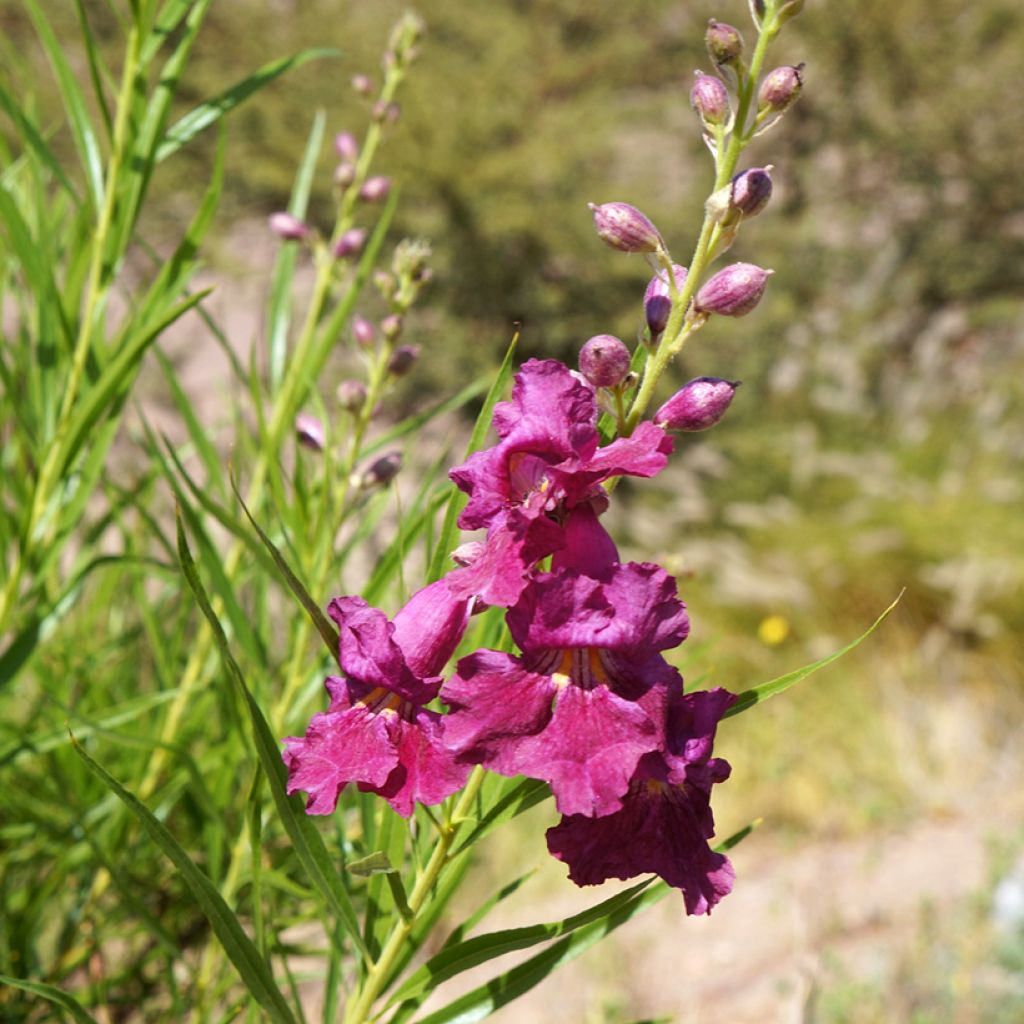 Chilopsis linearis Burgundy - Woestijnwilg