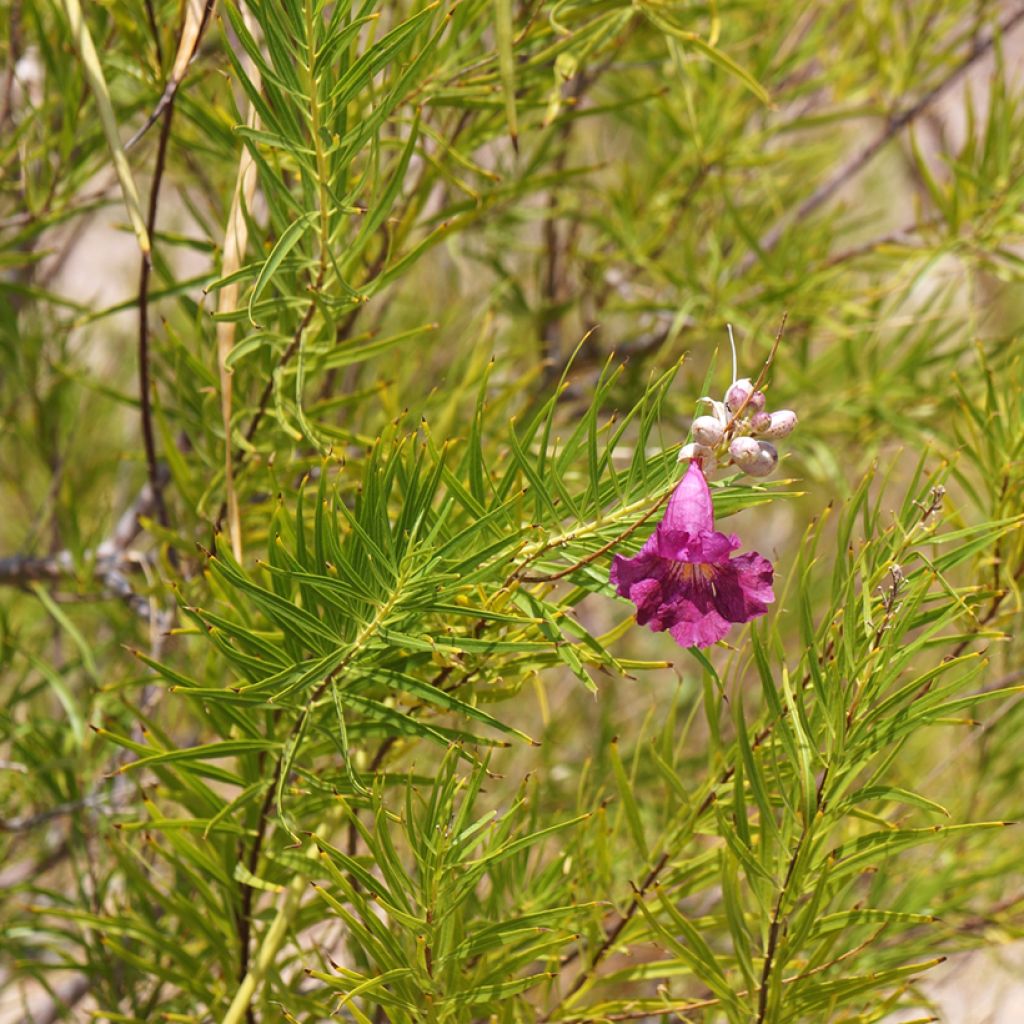 Chilopsis linearis Burgundy - Woestijnwilg