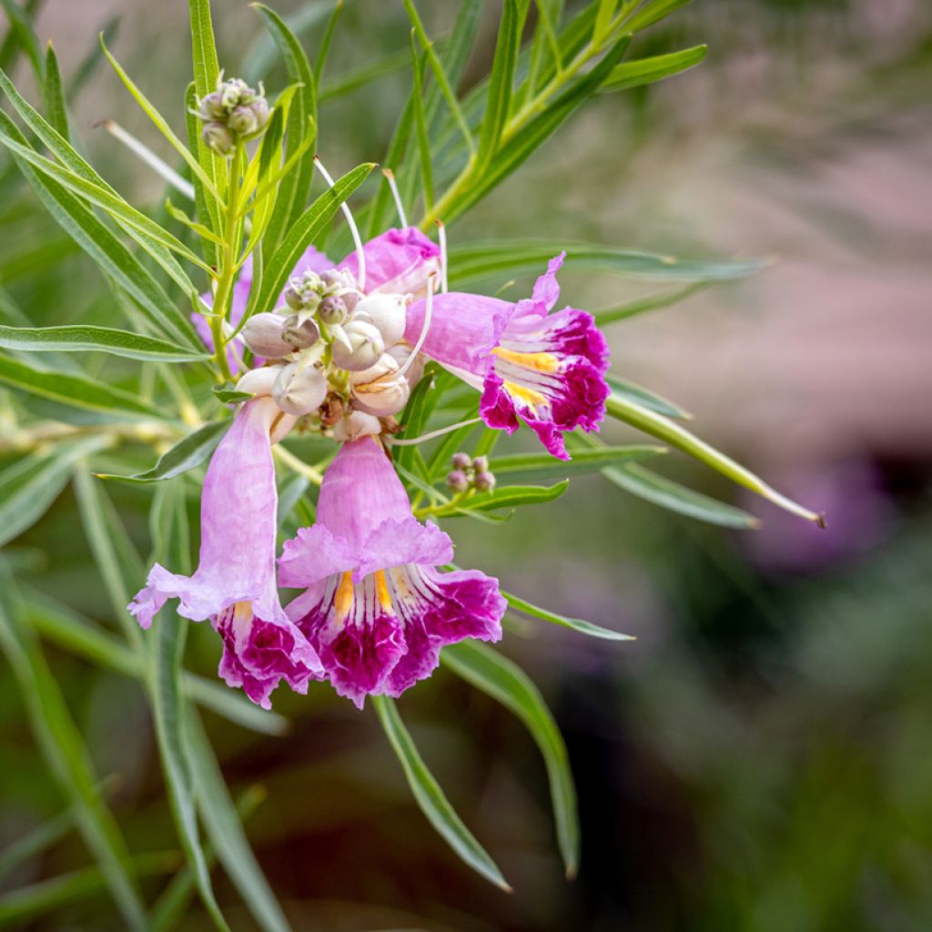 Chilopsis linearis - Woestijnwilg