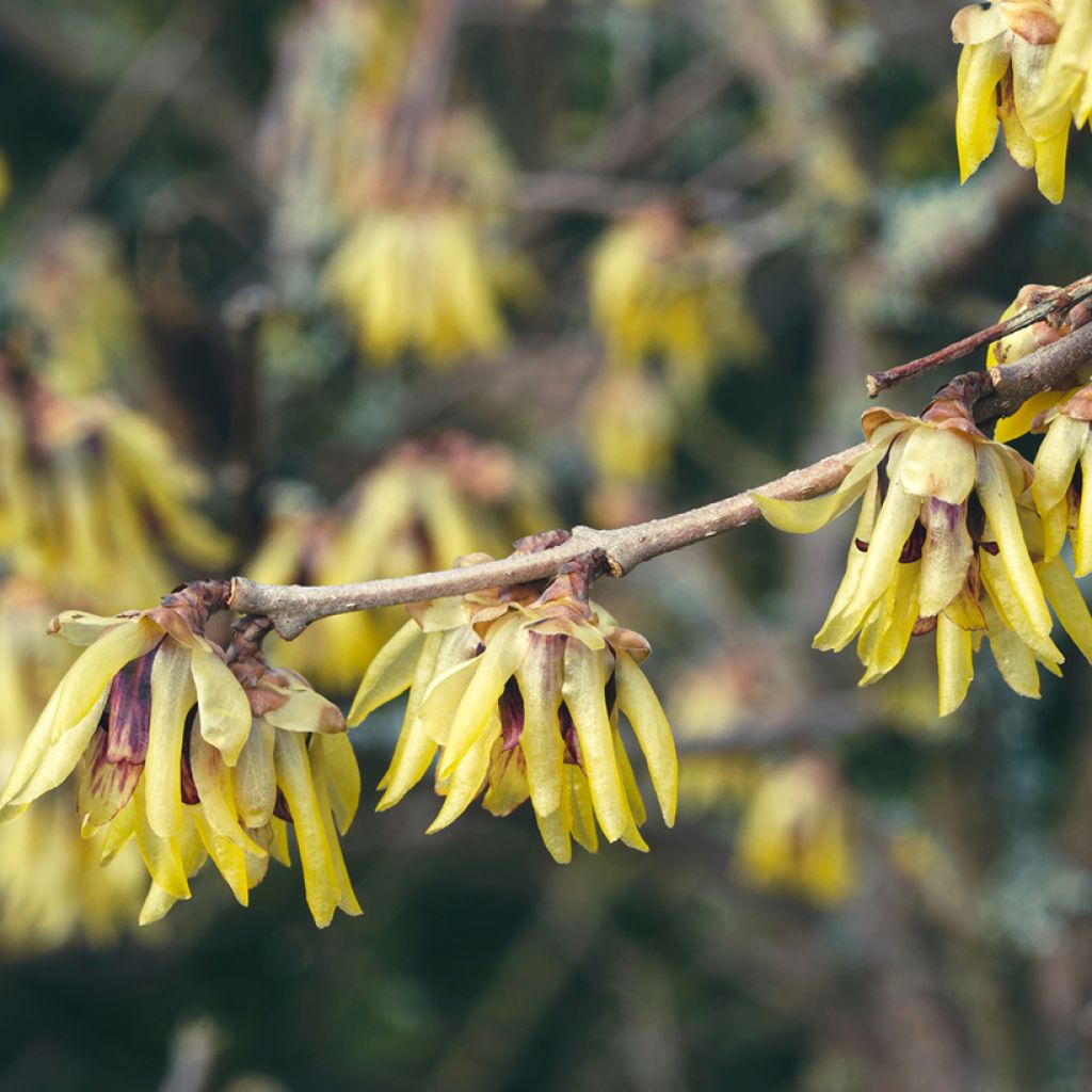 Chimonanthus praecox Grandiflorus - Meloenboompje