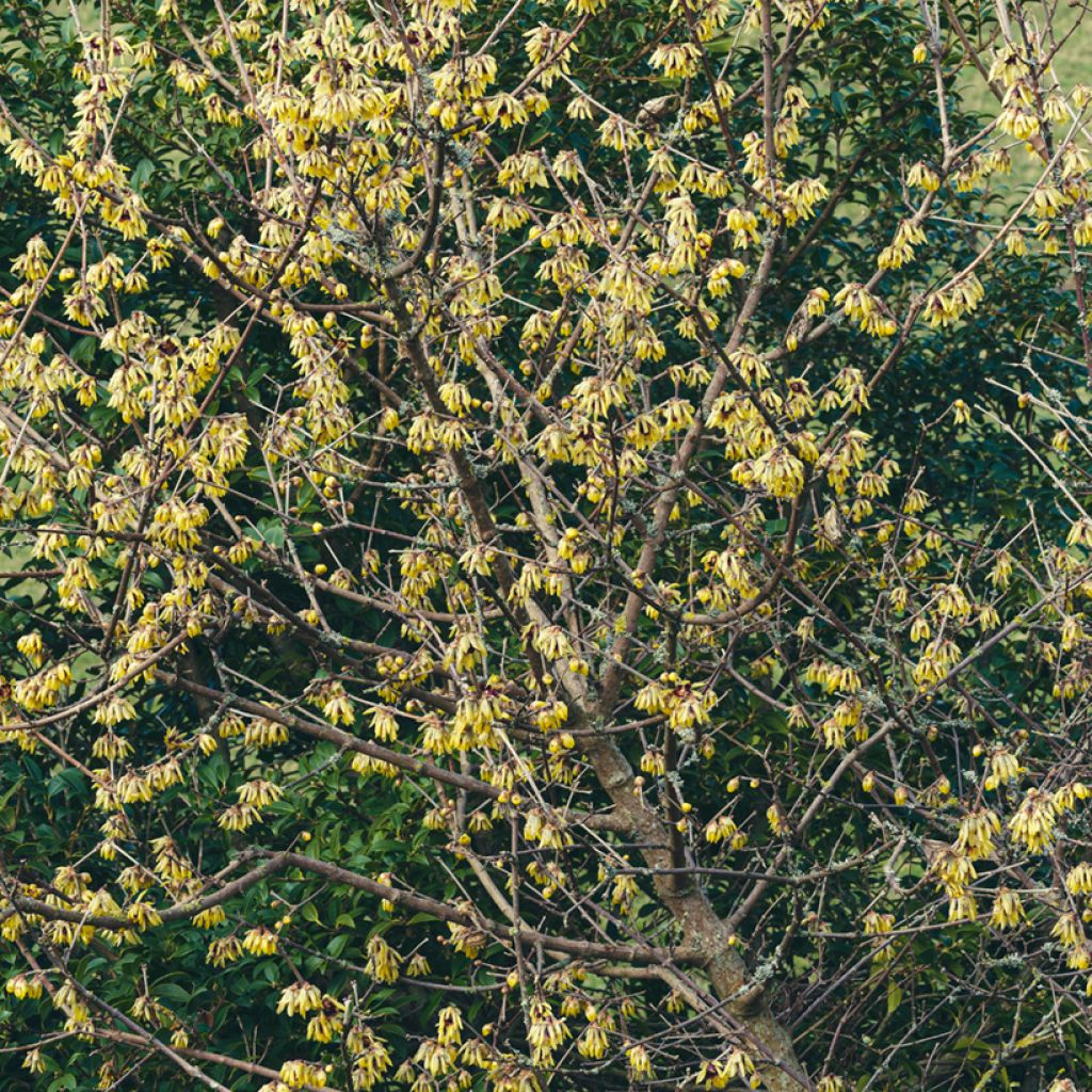 Chimonanthus praecox Grandiflorus - Meloenboompje